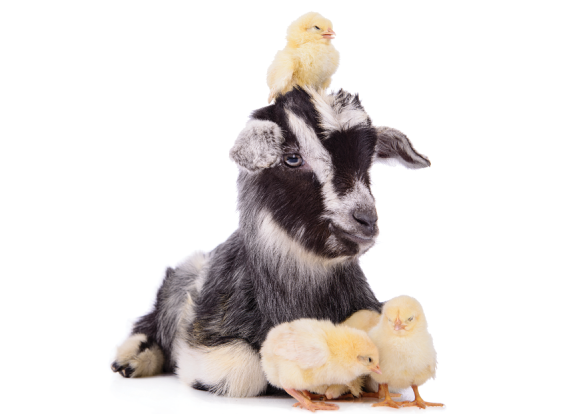 Goat and flock of chicks 