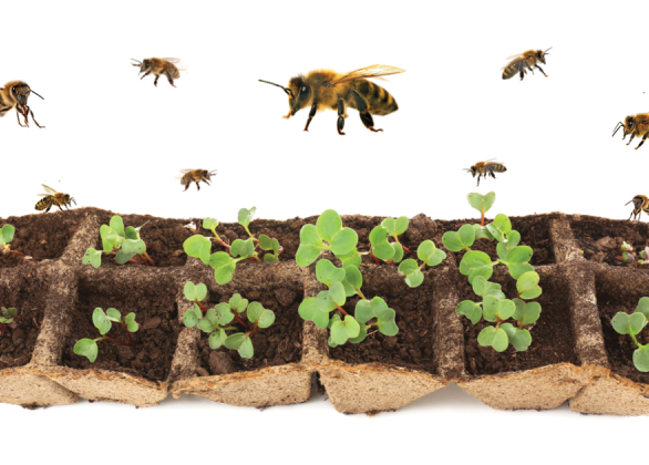 Honeybees and community vegetable garden