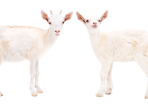 Pair of goats