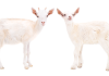 Pair of Goats